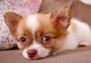 Cool Pet Photo