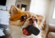 Cool Pet Photo