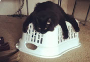Cool Pet Photo