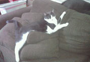 Cool Pet Photo