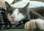 Cool Pet Photo