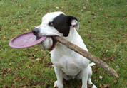 Cool Pet Photo