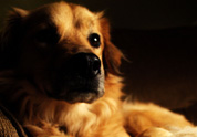 Cool Pet Photo