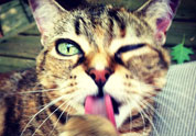 Cool Pet Photo
