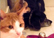 Cool Pet Photo