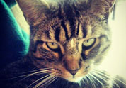 Cool Pet Photo