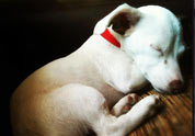 Cool Pet Photo