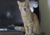 Cool Pet Photo