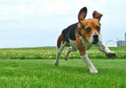 Cool Pet Photo
