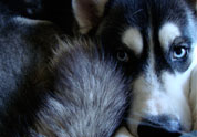 Cool Pet Photo