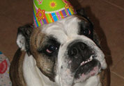 Cool Pet Photo