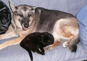 Cool Pet Photo