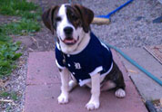 Cool Pet Photo