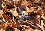 Cool Pet Photo