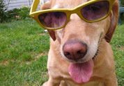 Cool Pet Photo
