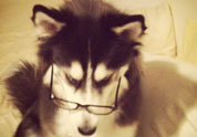 Cool Pet Photo