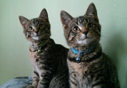 Cool Pet Photo