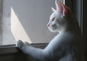 Cool Pet Photo