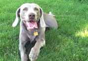 Cool Pet Photo