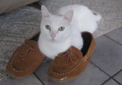 Cool Pet Photo