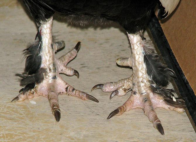 Image of mutated rooster feet