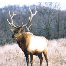 had the pleasure to emcee the rocky mountain elk