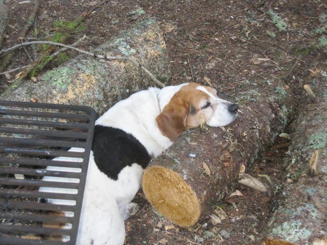 pets dog getting plate dinner age