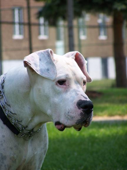Gentle pit bull