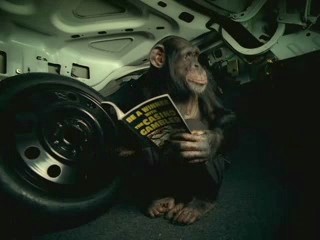 Trunk Monkey! - Blogs - WIN 98.5 Your Country - WNWN FM ...