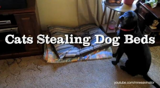 http://y94.com/blogs/pets/146/puppy-determined-to-master ...