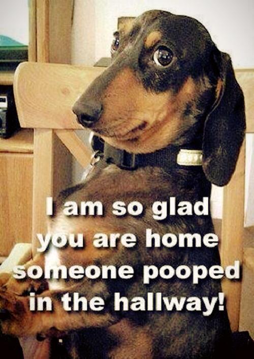 Dog Humping Human