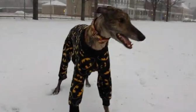Dog In Batman Pajamas LOVES The Snow!