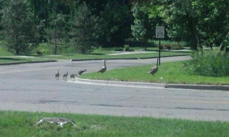 geese crossing the street do you know what that means