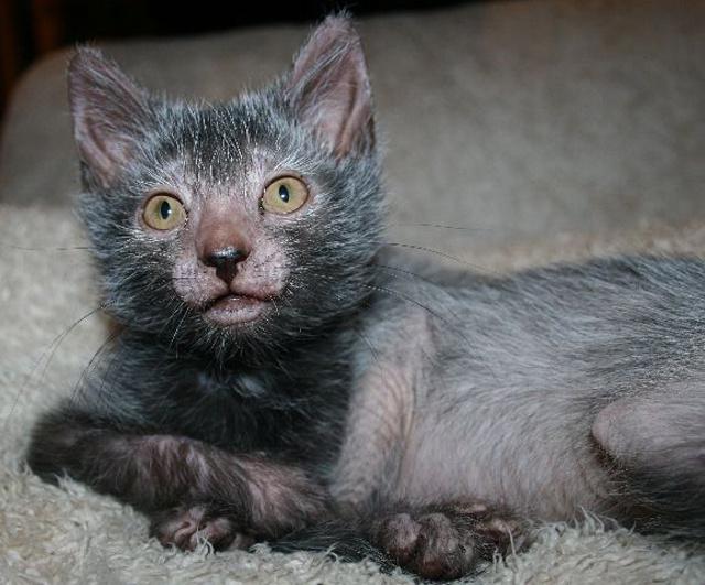 More on the Werewolf Cat HERE