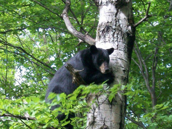 More Black Bear Sightings in Ottawa County | News | 1450 WHTC