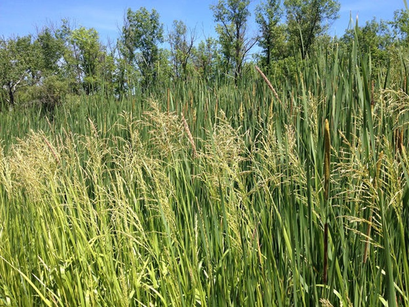 DNR Tracking Spread Of Wetland Invasive | News | 1330 & 101.5 WHBL