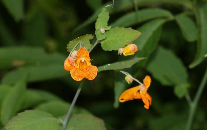 Jewelweed Pain Relief for Stinging Nettle and Poison Ivy | WNCY Y100