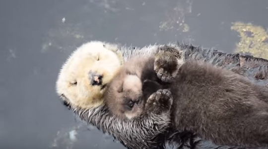 1 Day Old Sea Otter Cuddling With Mama Otter- Cuteness OVERLOAD ...